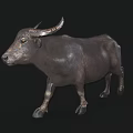 Buffalo 3D Model With Realistic Horn Details And Textured Skin Appearance