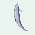 Majestic Aquatic Dolphin Naturally Leaping High In Sparkling Blue Ocean Water