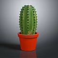 Green Cactus Plant With Sharp Spines In Orange Terracotta Pot On Gray Background