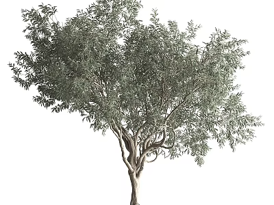 Tall Arbor With Lush Green Foliage And Strong Brown Trunk 3d model