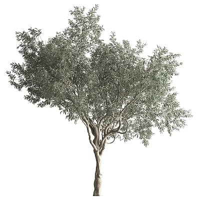 Tall Arbor With Lush Green Foliage And Strong Brown Trunk 3d model