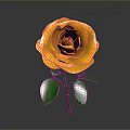 Orange Rose With Layered Petals And Green Leaves On Gradient Background