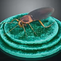 Cockroach with brown body and long antennae on green multi layered circular platform