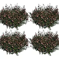 Four Lush Flower Bushes With Green Leaves And Pink Blooms For Garden