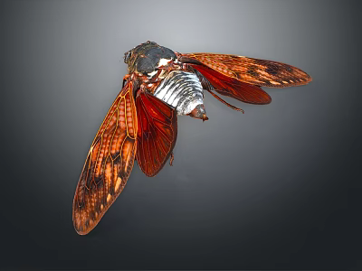 Red Patterned Winged Cicada Flying Animal With Black And White Body On Dark Background 3d model