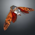 Red Patterned Winged Cicada Flying Animal With Black And White Body On Dark Background