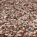 Autumn Fallen Leaves Covering Ground With Light Frost And Brown Hues