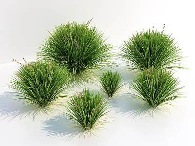 Green Clump Grasses in Various Sizes with Natural Appearance on White Background 3d model