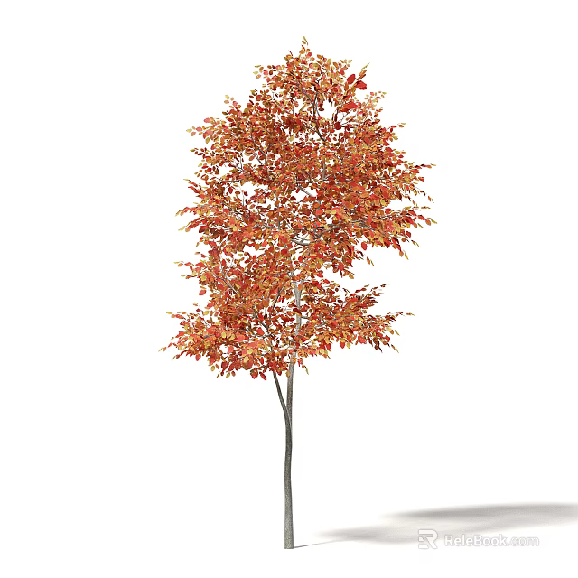 Vibrant Deciduous Arbor With Red Orange Autumn Leaves And Slender Trunk 3d model 