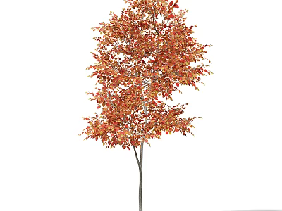 Vibrant Deciduous Arbor With Red Orange Autumn Leaves And Slender Trunk 3d model