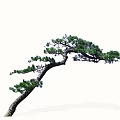 Elegant Curved Pine Arbor With Green Needles And Unique Branch Shape