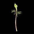 Green Spathe Plant With Tall Stem And Fresh Leaves On Black Background