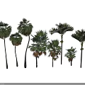 Palm Trees With Lush Green Fronds And Tall Trunks In Tropical Landscape