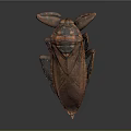Large Brown Beetle With Prominent Antennae Shiny Exoskeleton And Dark Background View
