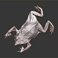 Close Up View Of Brown Toad With Detailed Skin Texture On Dark Background