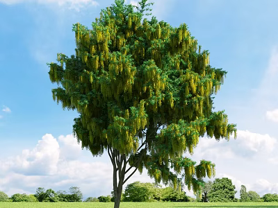 Tall Arbor With Lush Green Foliage And Yellow Hanging Flowers Under Blue Sky 3d model