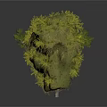 Green Small Tree With Dense Foliage And Moss Covered Clump On White Background