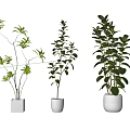 Bonsai Potted Plants With Green Foliage In White Pots On Wooden Floor