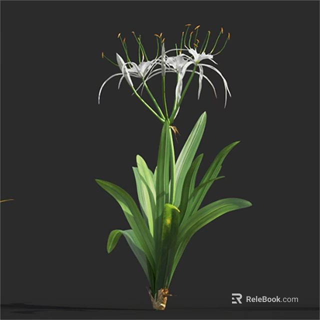 White Flowers With Long Petals Tall Stems And Green Leaves Garden Plant 3d model 