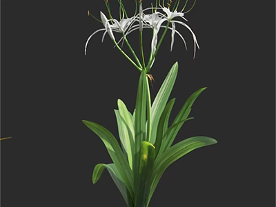 White Flowers With Long Petals Tall Stems And Green Leaves Garden Plant 3d model