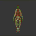 Human Anatomy 3D Model With Red Blue Vessels And Skeletal Structure Visualization