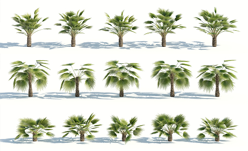 Modern Palm Tree 3d model