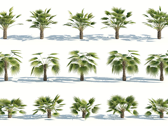 Modern Palm Tree 3d model