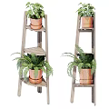 Bonsai Potted Plants On Wooden Ladder Shelf With Terra Cotta Pots And Ferns