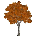 Tall Autumn Arbor Featuring Vibrant Orange Yellow Leaves And Brown Trunk