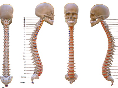 Modern Human Spine Medical Spine Vertebrae Skull Bone Human Spine Lumbar Vertebrae Thoracic Vertebrae 3d model