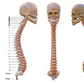 Modern Human Spine Medical Spine Spine Vertebrae Skull Bone Human Spine Lumbar Vertebrae Thoracic Vertebrae 3d model