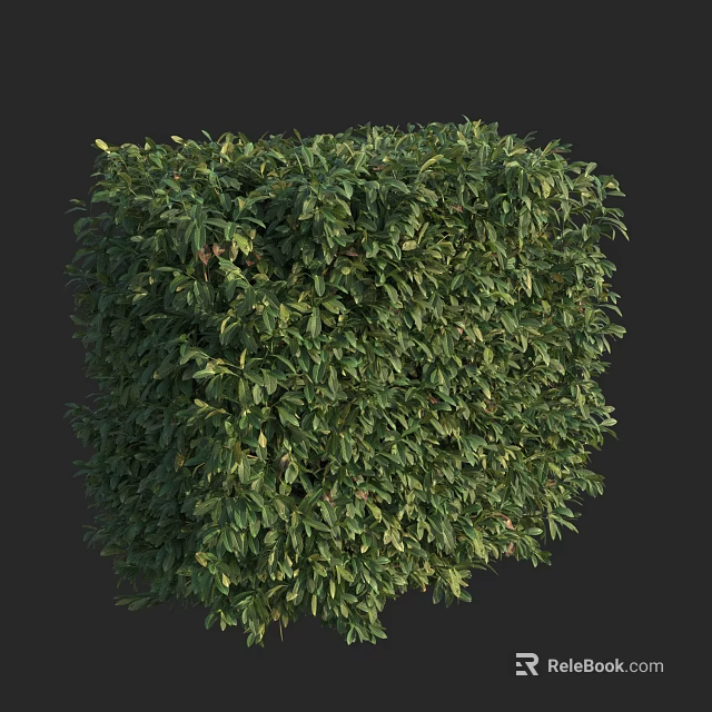 Green Cubical Trimmed Shrub with Lush Foliage on Black Background 3d model 