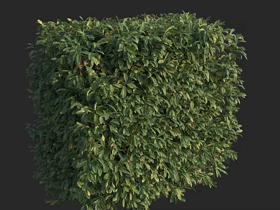 Green Cubical Trimmed Shrub with Lush Foliage on Black Background 3d model