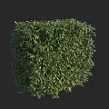 Green Cubical Trimmed Shrub with Lush Foliage on Black Background