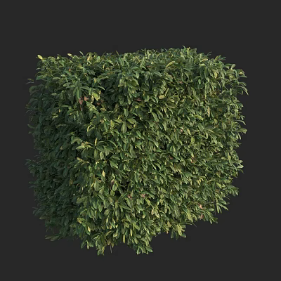Green Cubical Trimmed Shrub with Lush Foliage on Black Background 3d model