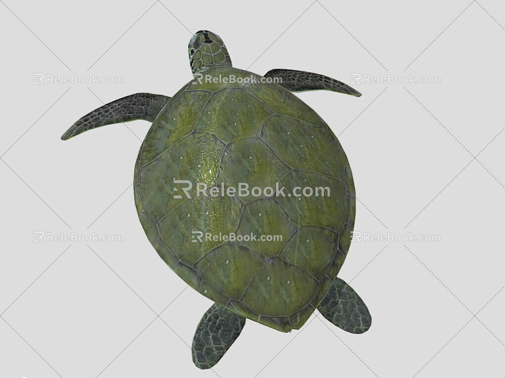 Turtle 3d model