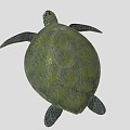 Turtle 3d model