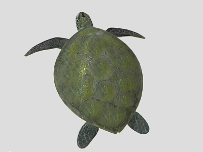 Sea Turtle With Green Textured Shell And Flippers In Marine Habitat 3d model