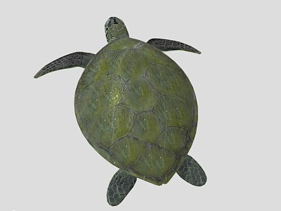 Turtle 3d model