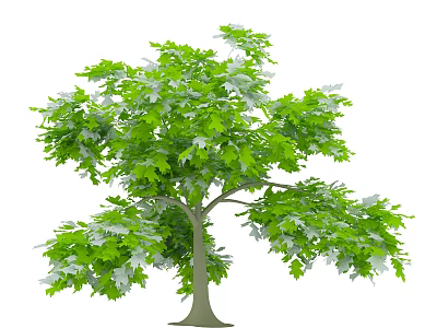 Lush Green Arbor With Dense Foliage And Vibrant Leaf Canopy 3d model