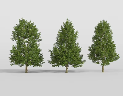 Three Arbor Trees With Green Leaves and Trunks Against White Background 3d model