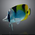 Vibrant Butterflyfish With Blue Yellow Black Striped Body On Dark Background With Reflection