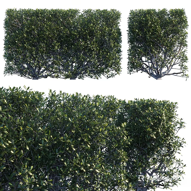 Lush Green Arbor with Dense Foliage and Branches Shown in Multiple Angles 3d model 