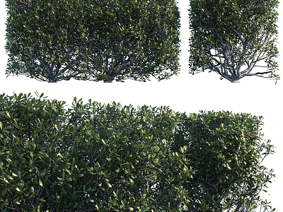 Lush Green Arbor with Dense Foliage and Branches Shown in Multiple Angles 3d model