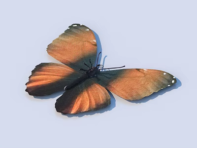 Vibrant Orange and Black Butterfly with White Spots on Wings Displayed on Light Background 3d model