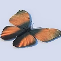 Vibrant Orange and Black Butterfly with White Spots on Wings Displayed on Light Background