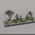 Bonsai and Potted Plants Featuring Various Cacti Succulents on Gray Platform with Stones
