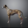 Brown And White Greyhound Dog In Standing Pose With Grey Background And Reflective Surface