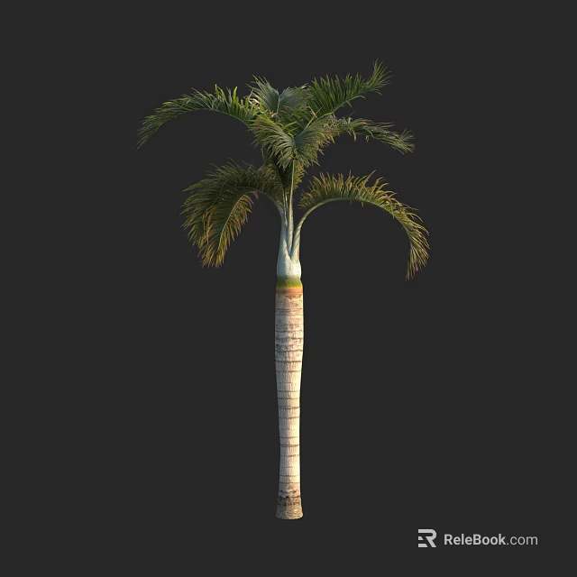 Elegant Tropical Palm Tree With Tall Trunk And Feathery Green Leaves 3d model 