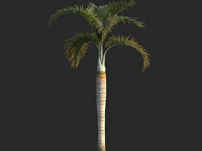 Elegant Tropical Palm Tree With Tall Trunk And Feathery Green Leaves 3d model
